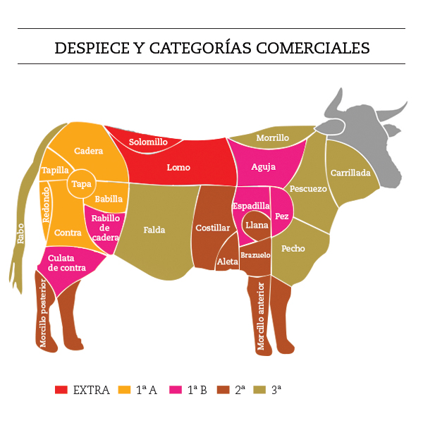 distinguir vacuno buey